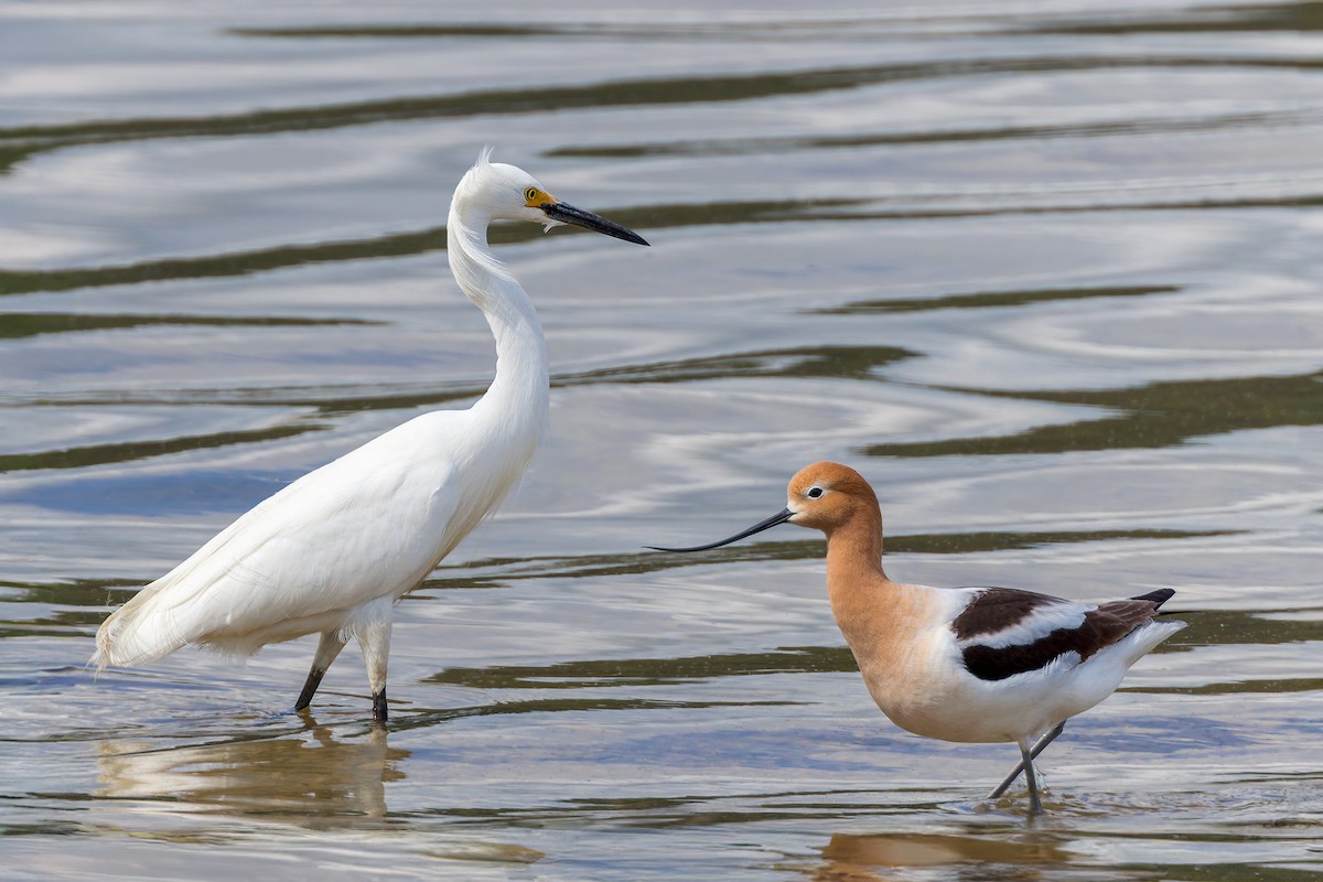 Avocette d'Amérique - ML618276891