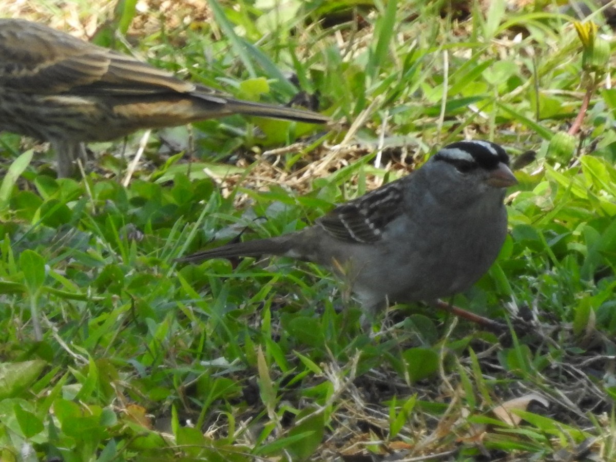 White-crowned Sparrow - ML618276893