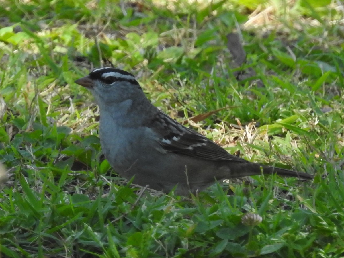 White-crowned Sparrow - ML618276894