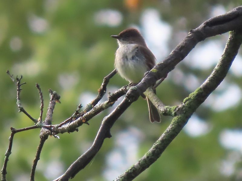 Eastern Phoebe - Tracy The Birder