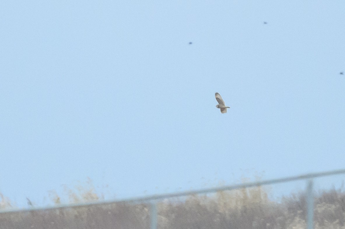 Short-eared Owl - Stephen Davies