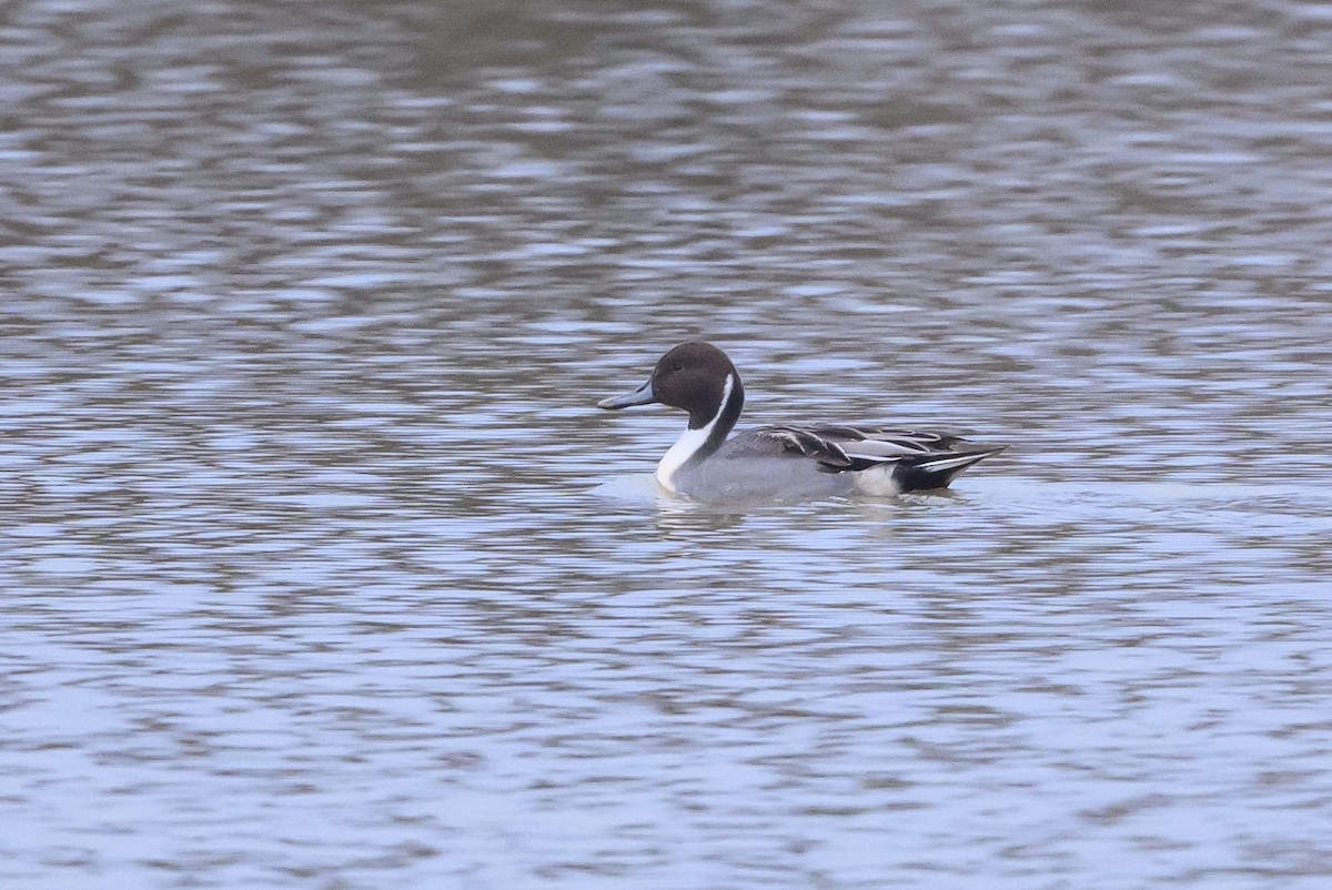 Northern Pintail - Stephen Davies