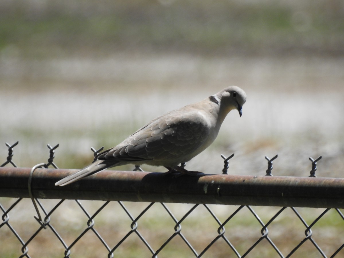 Eurasian Collared-Dove - Ronnie Hewlette