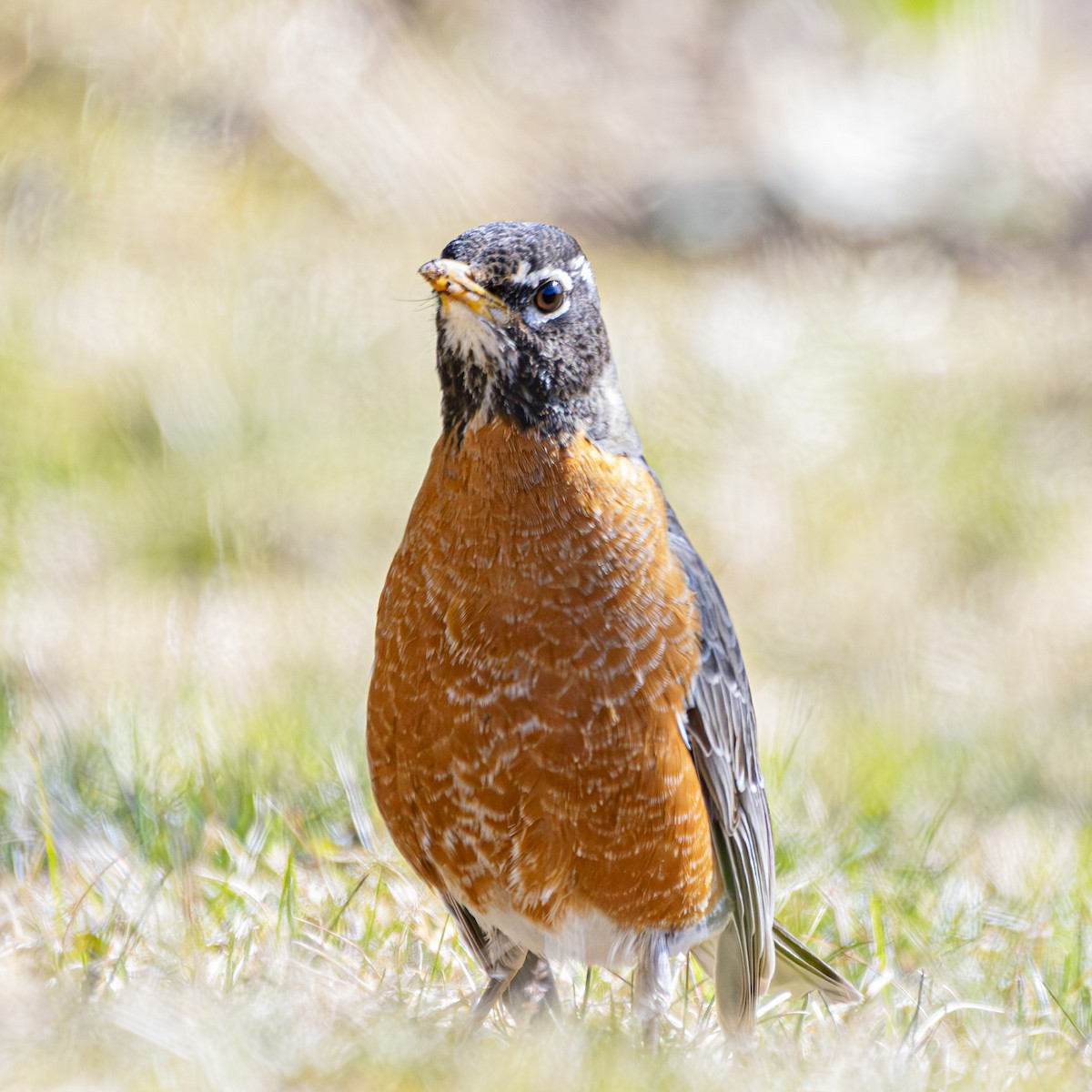 American Robin - Albert Picard