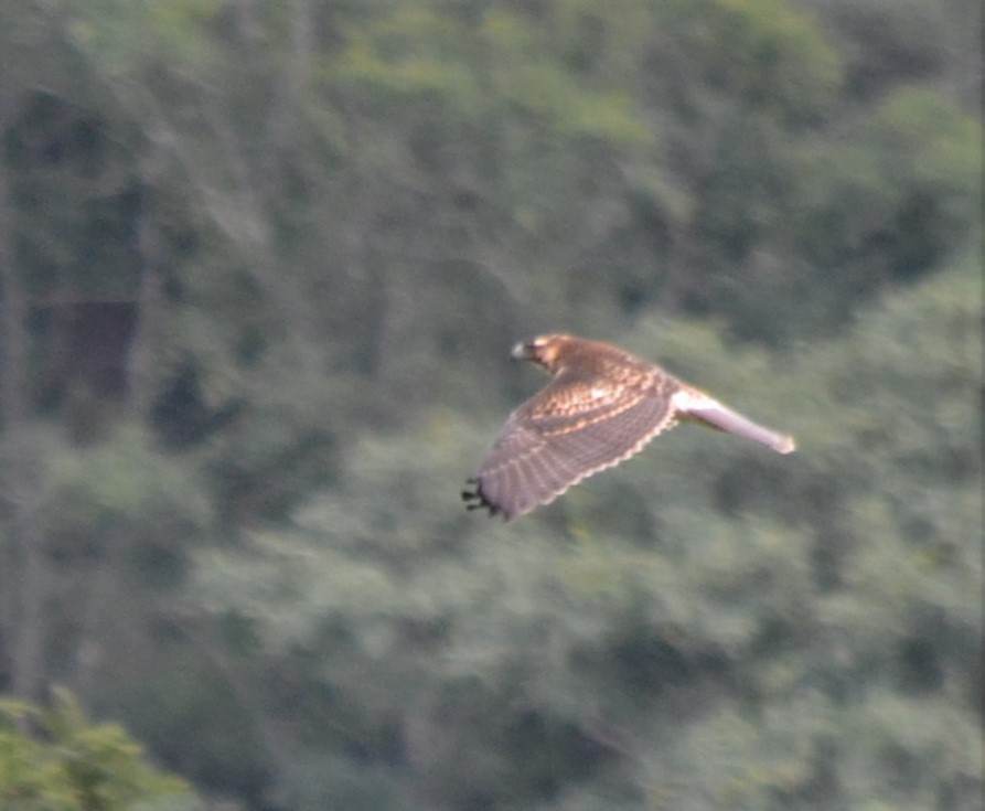 Variable Hawk - Oliver Kohler