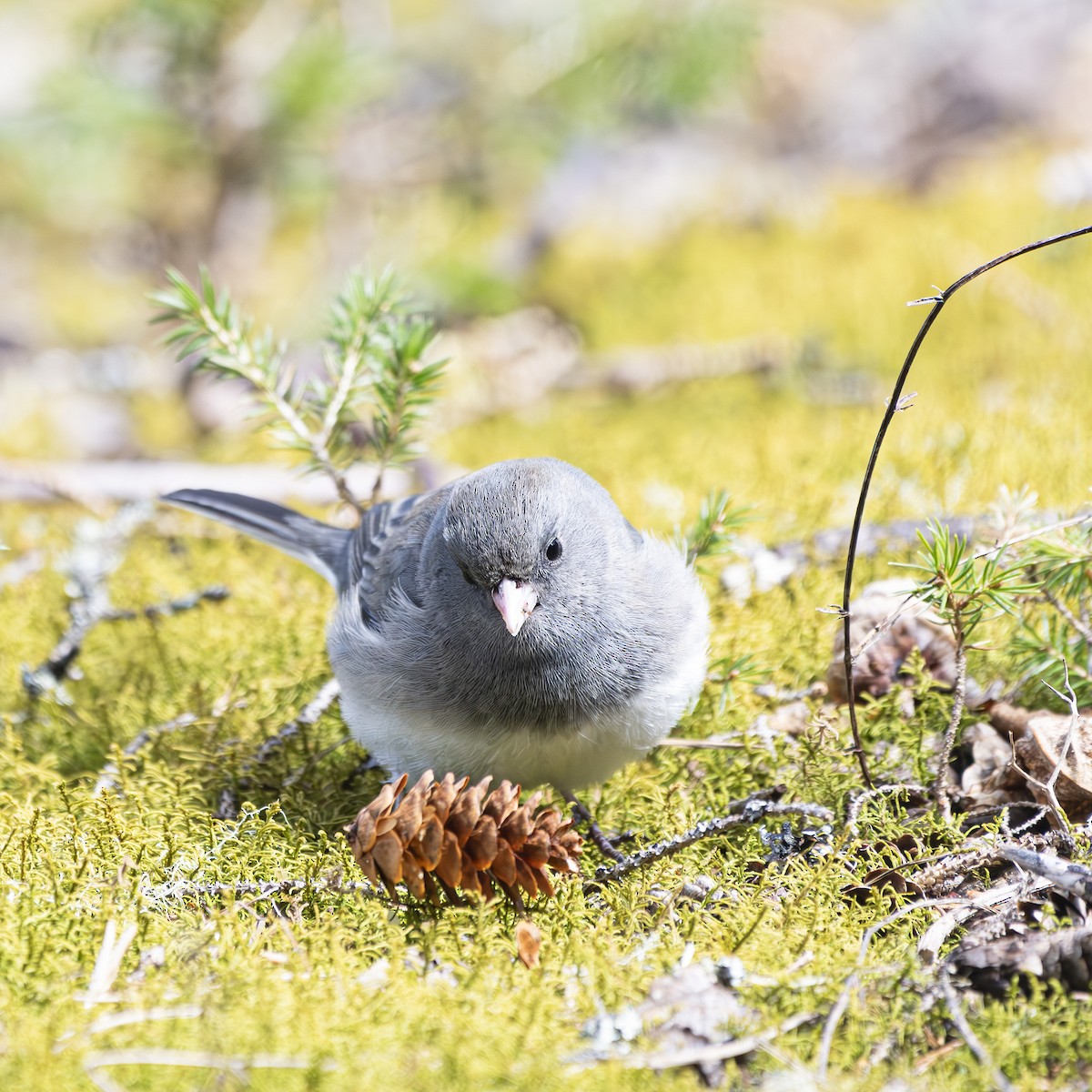 Dark-eyed Junco - Albert Picard