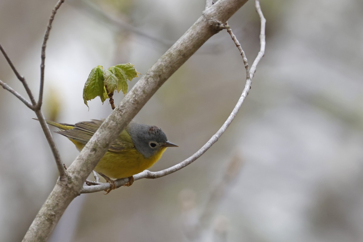 Nashville Warbler - Larry Therrien