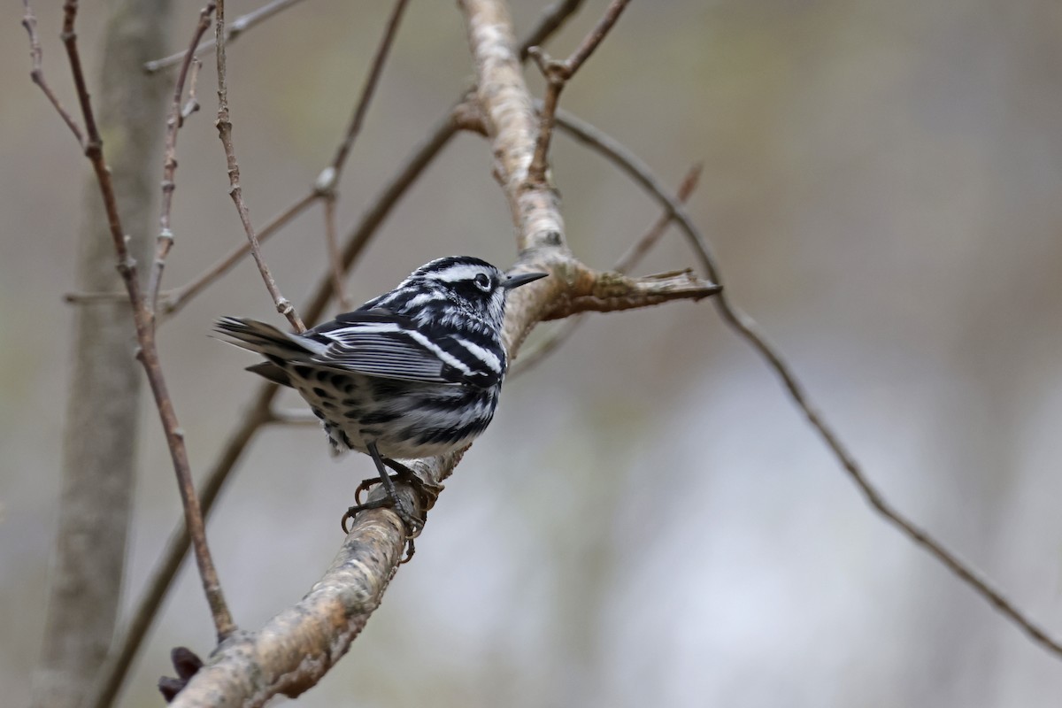 Black-and-white Warbler - Larry Therrien