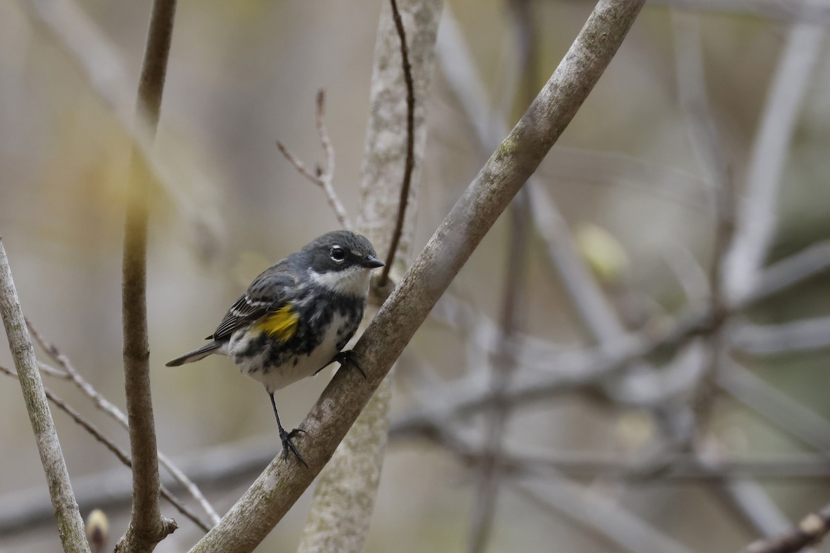 Yellow-rumped Warbler (Myrtle) - Larry Therrien