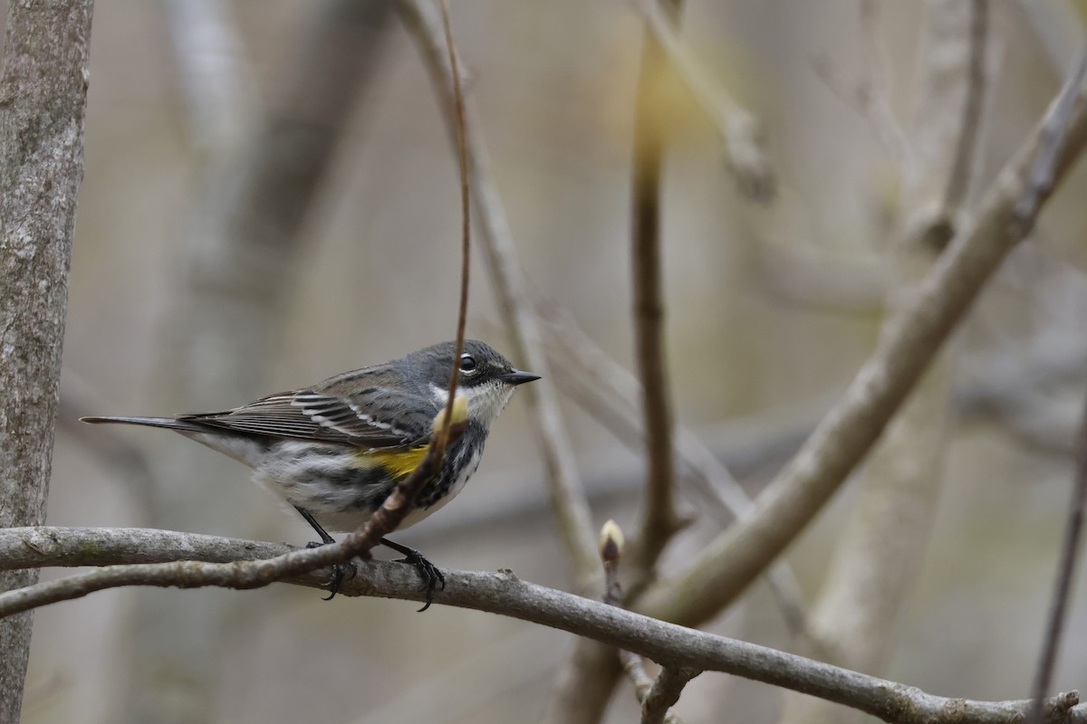 Yellow-rumped Warbler (Myrtle) - Larry Therrien