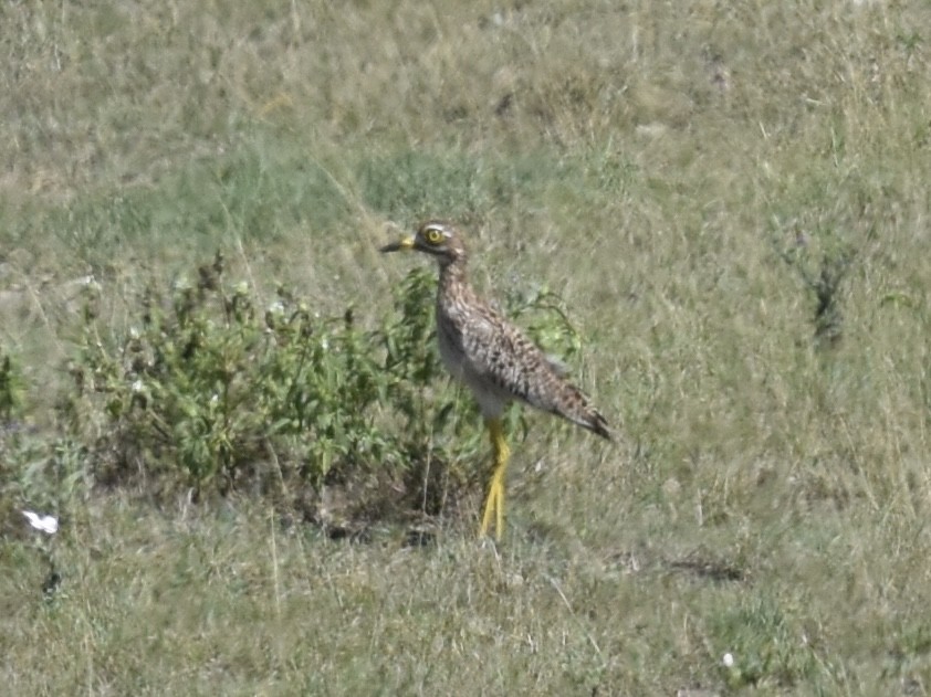 Spotted Thick-knee - Shirley Bobier