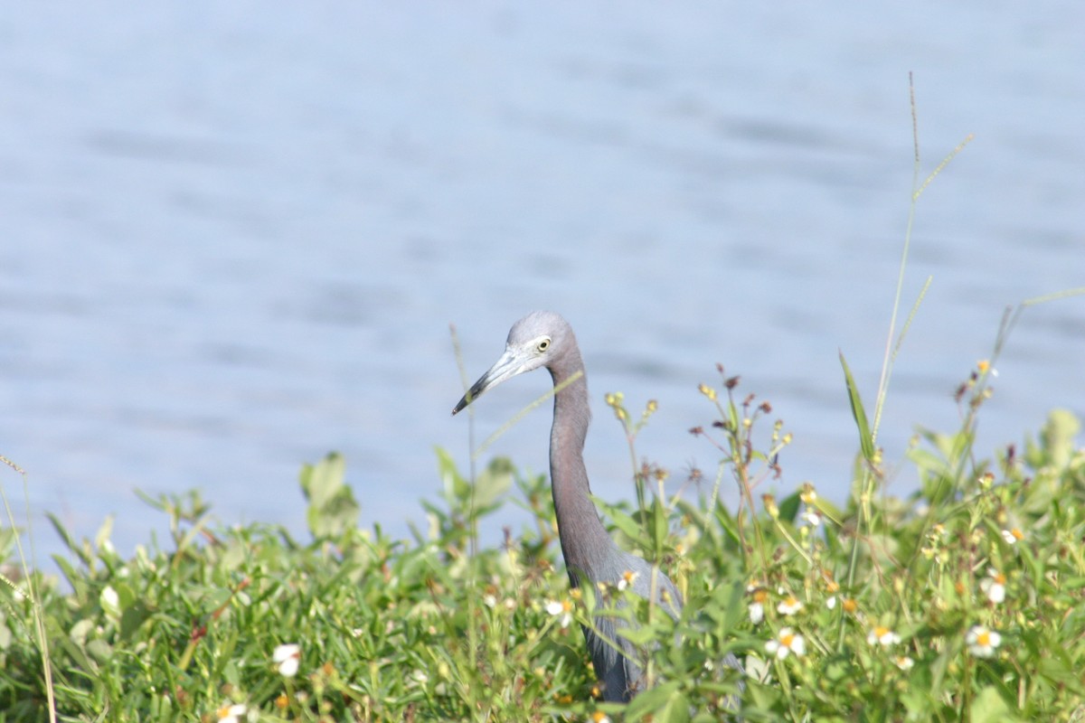 Little Blue Heron - ML618277035