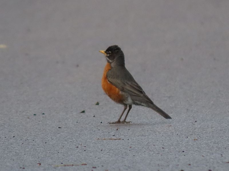 American Robin - Tracy The Birder