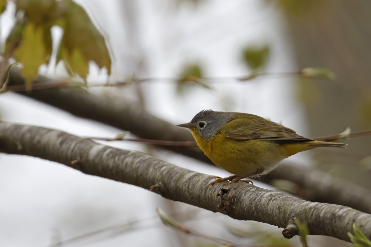 Nashville Warbler - Larry Therrien