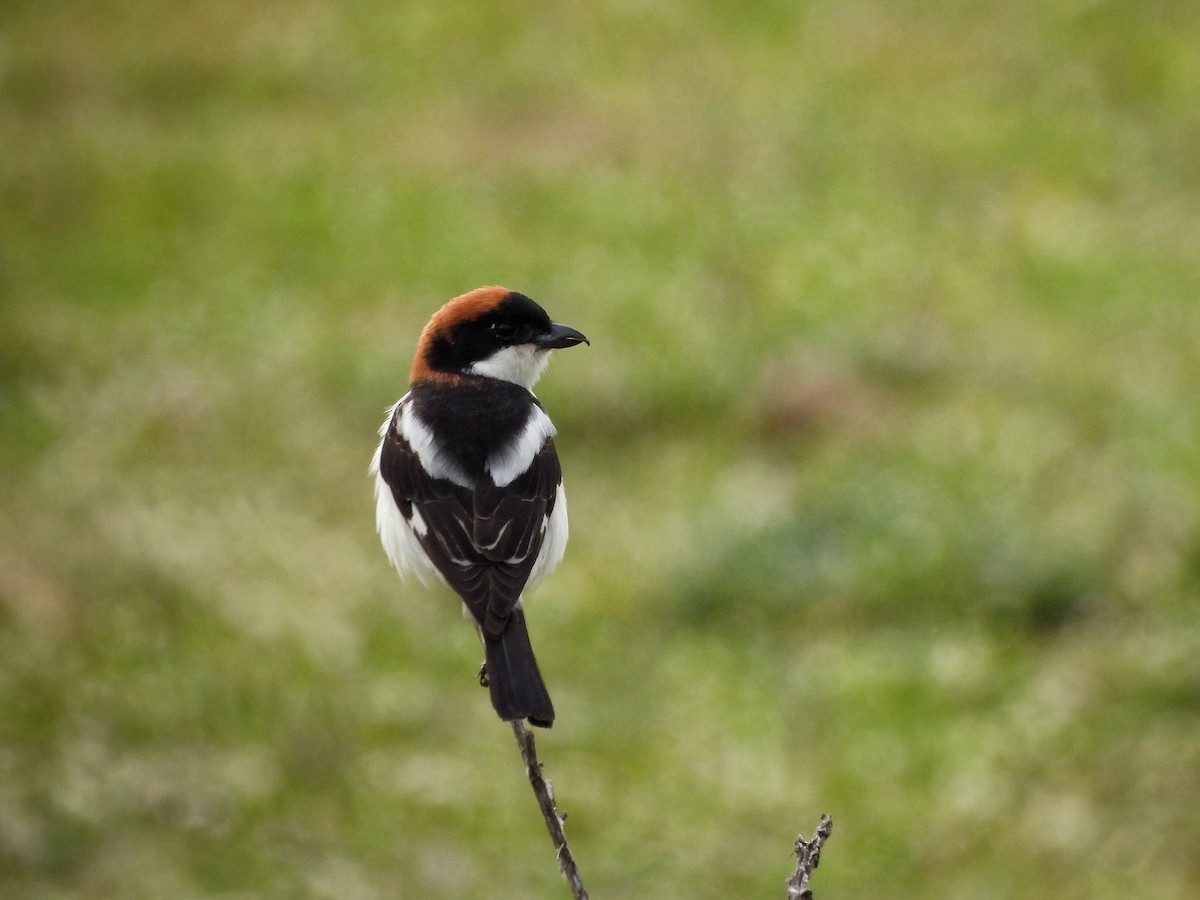 Woodchat Shrike - Ali V.