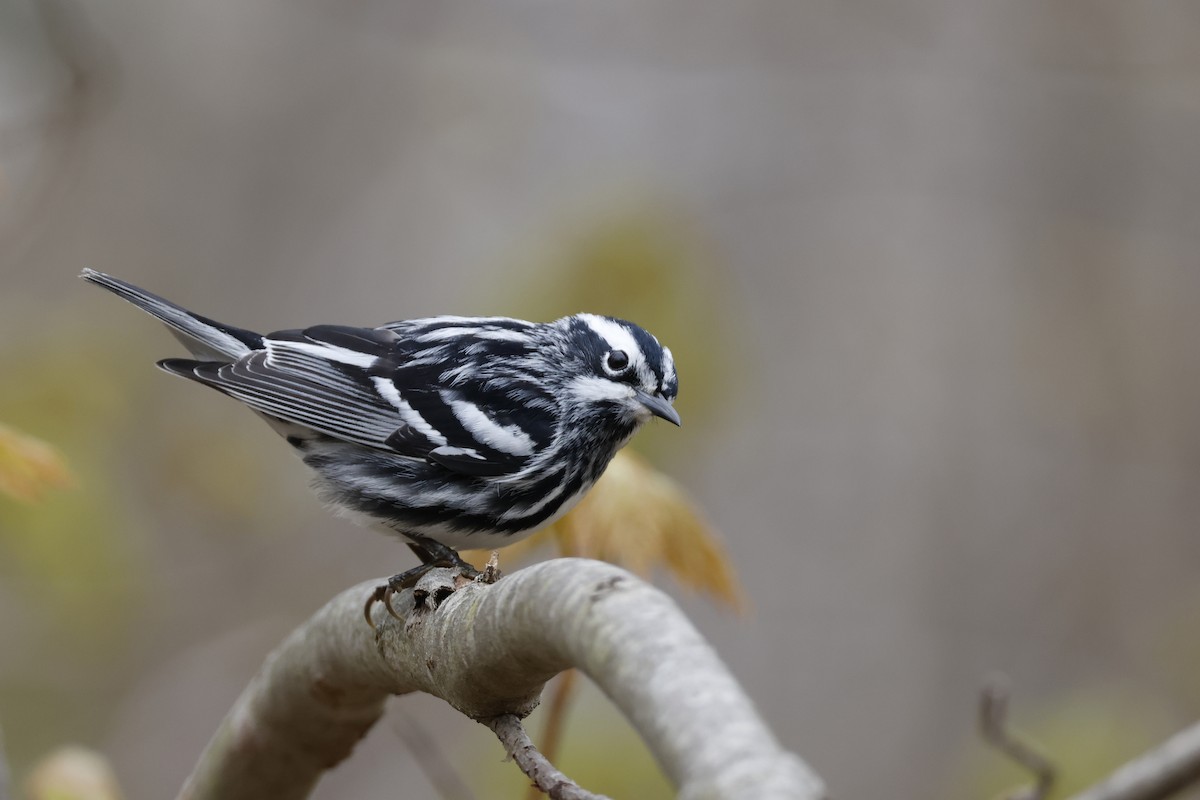 Black-and-white Warbler - Larry Therrien