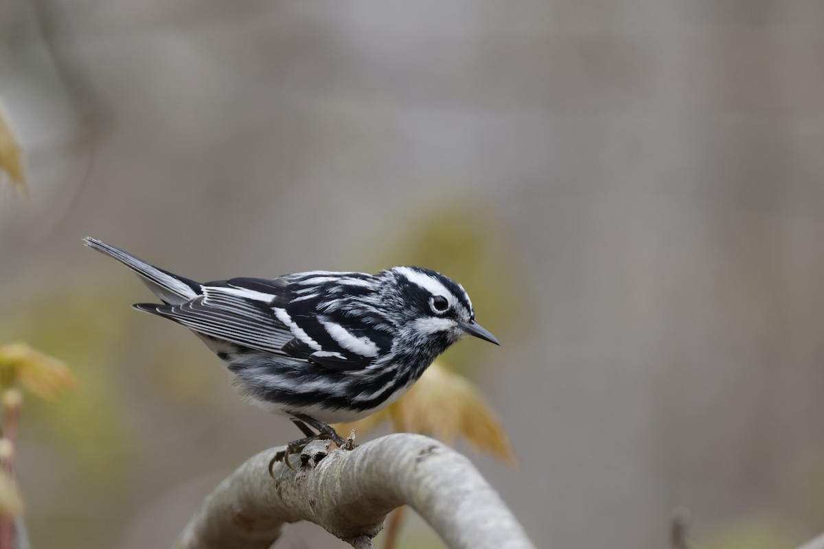 Black-and-white Warbler - Larry Therrien