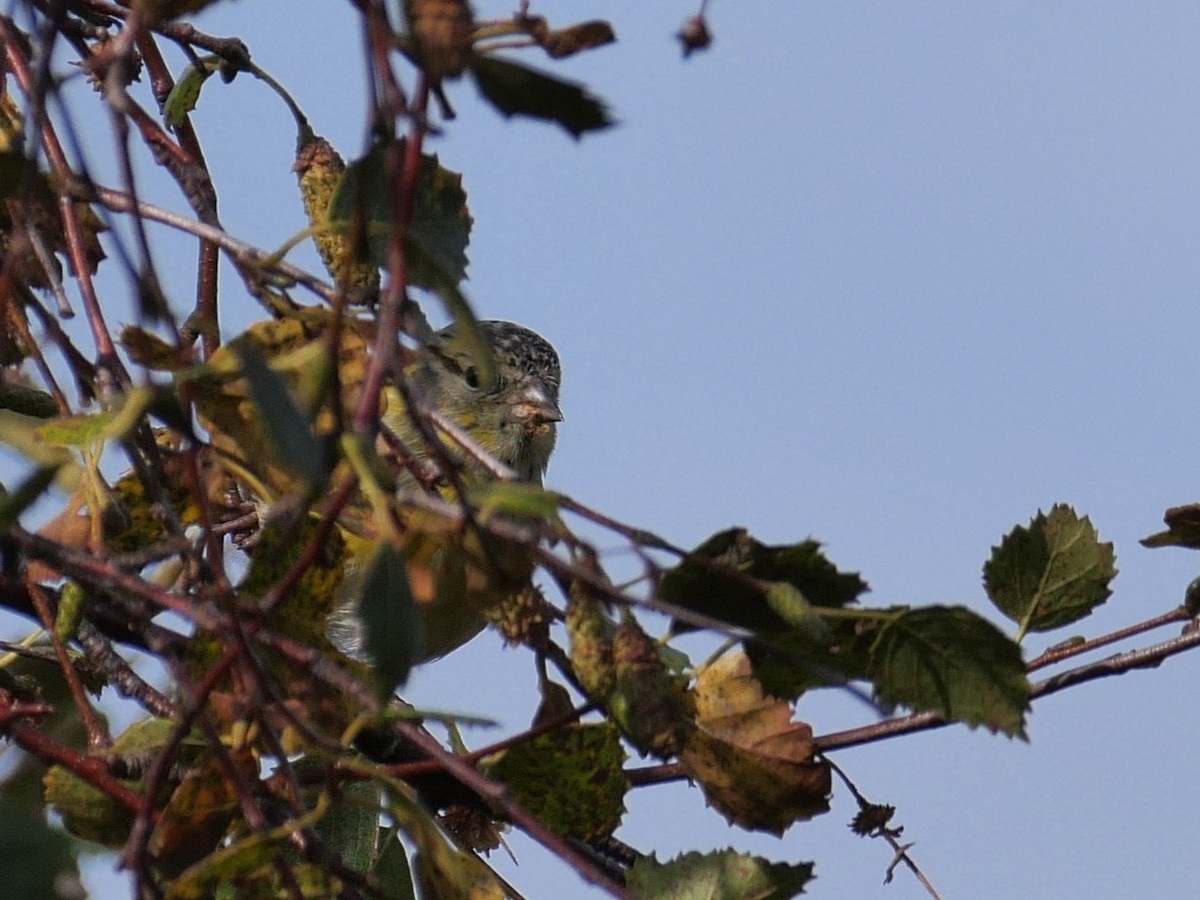 Eurasian Siskin - ML618277092