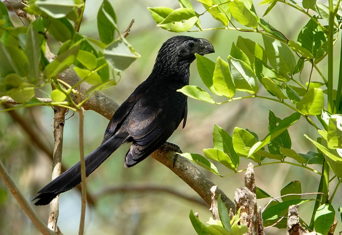 Groove-billed Ani - ML618277110