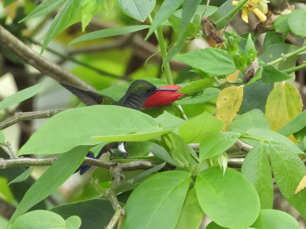 Copper-rumped Hummingbird - ML618277113