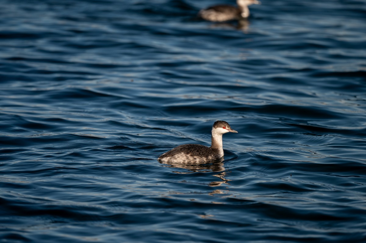 Horned Grebe - Mason Tremblay