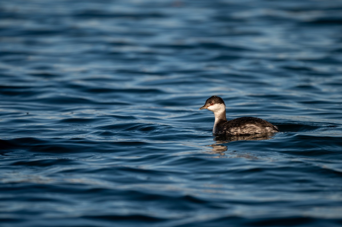 Horned Grebe - Mason Tremblay