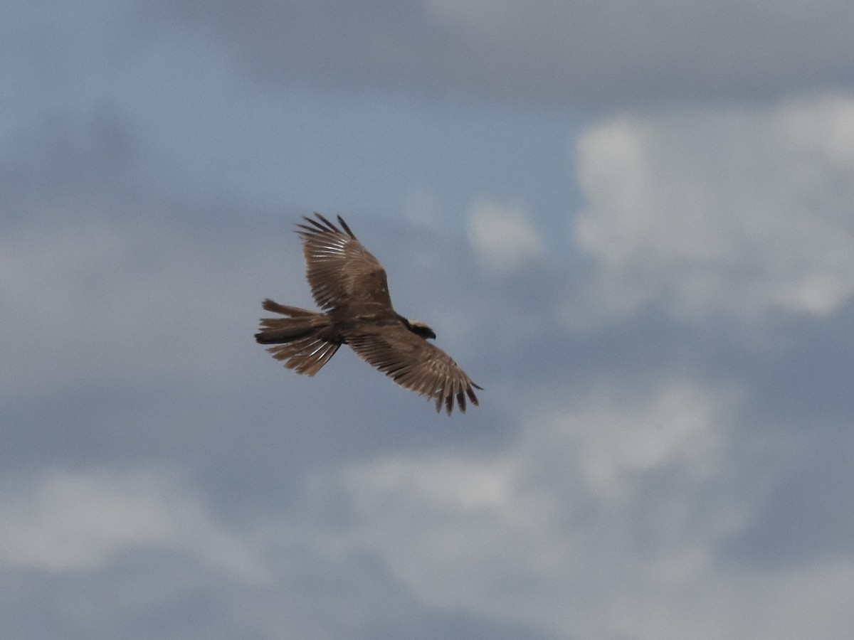 Western Marsh Harrier - Shirley Bobier