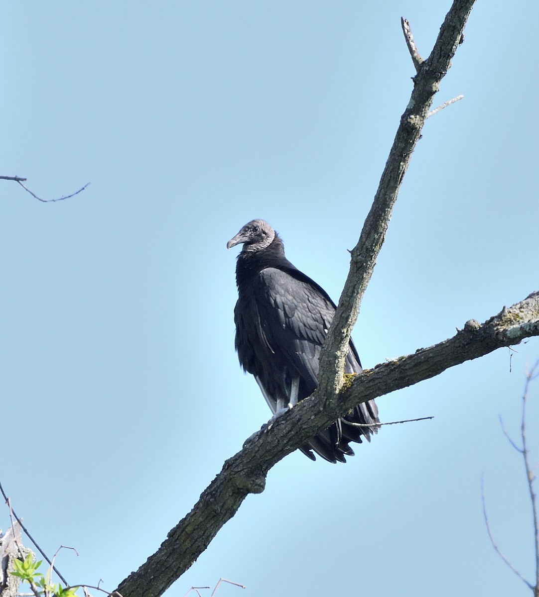 Black Vulture - Jaime Thomas