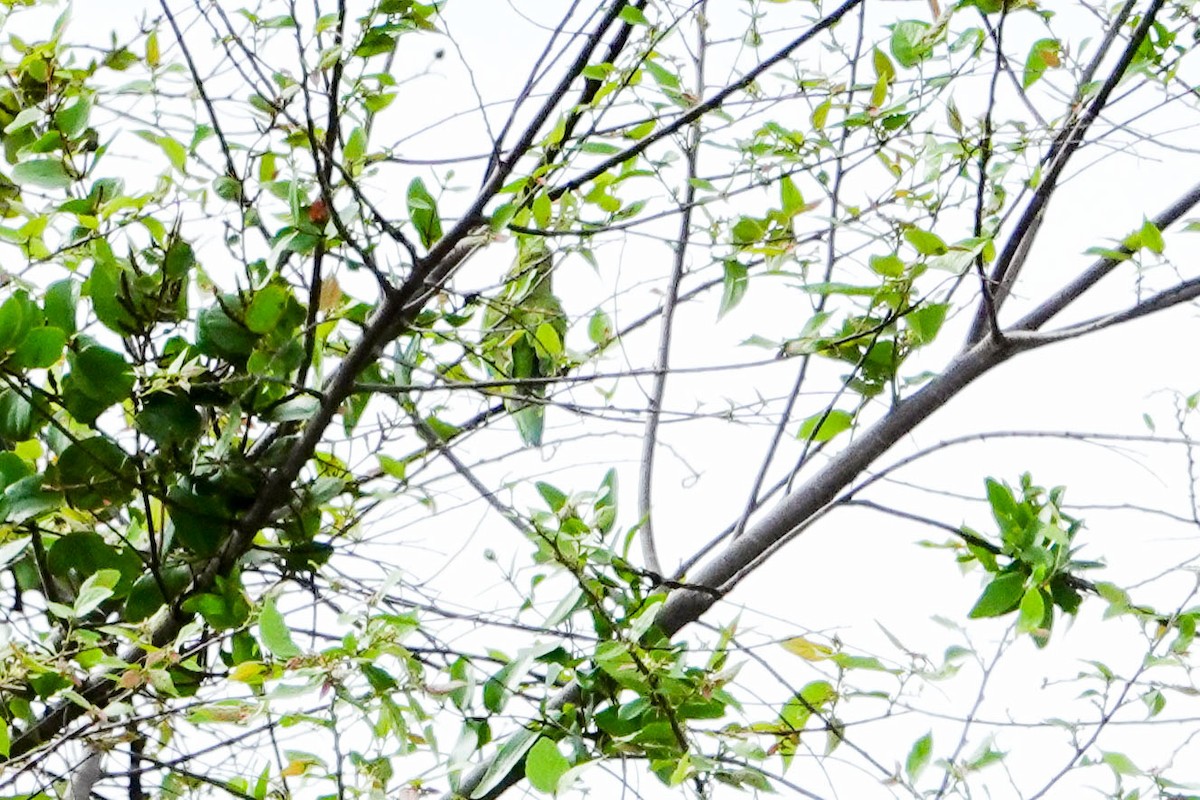 Brown-throated Parakeet - Kathy Doddridge