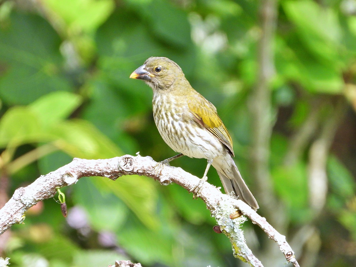 Streaked Saltator - Manuel Pérez R.