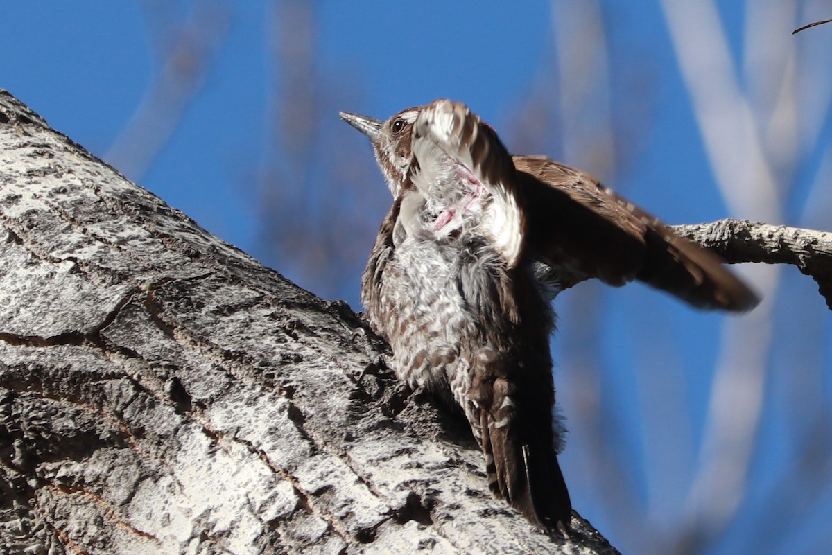 Arizona Woodpecker - Andrew Core