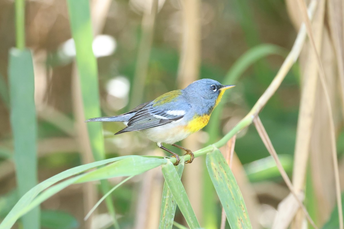 Northern Parula - Clare Shannon