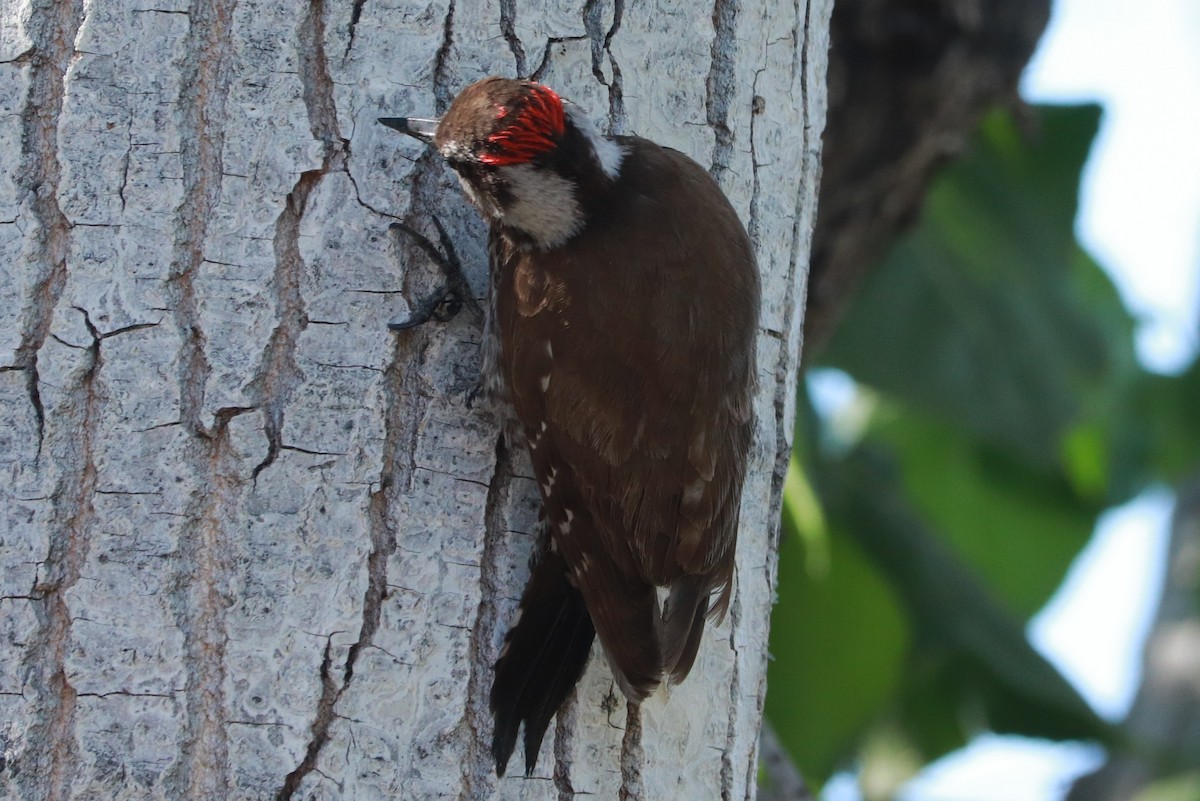 Arizona Woodpecker - Andrew Core