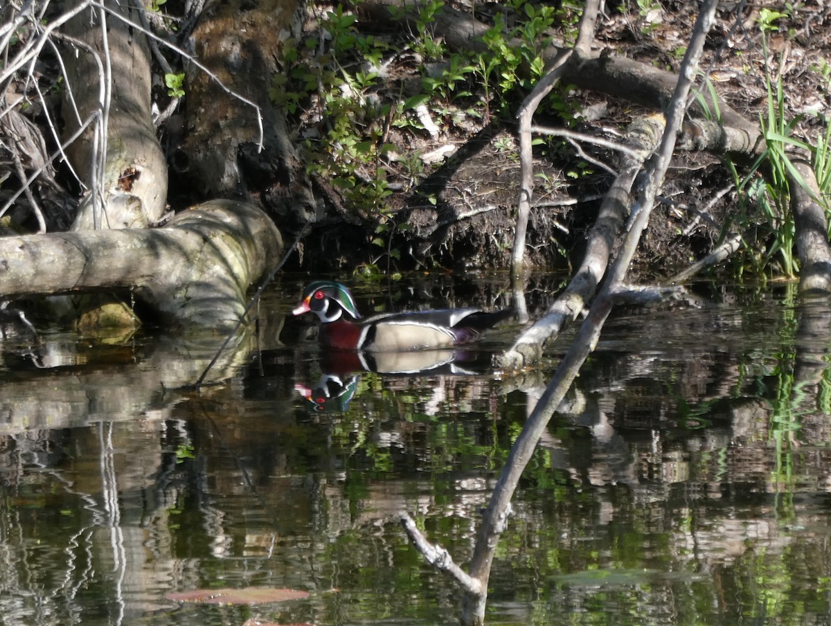 Wood Duck - ML618277282