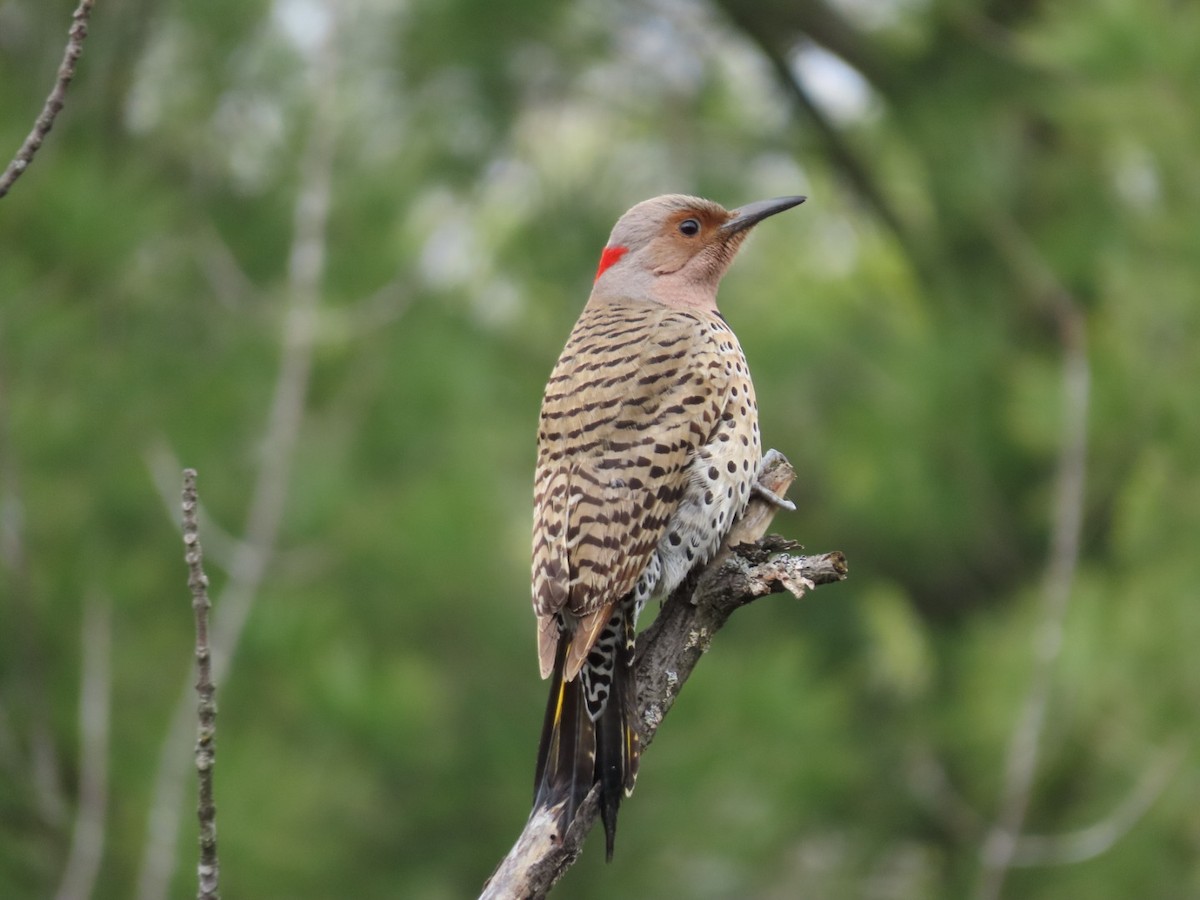 Northern Flicker - Tania Mohacsi