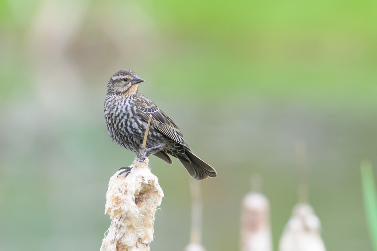 Red-winged Blackbird - ML618277290