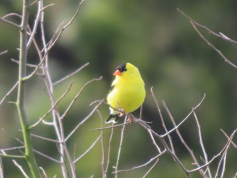 American Goldfinch - Tracy The Birder