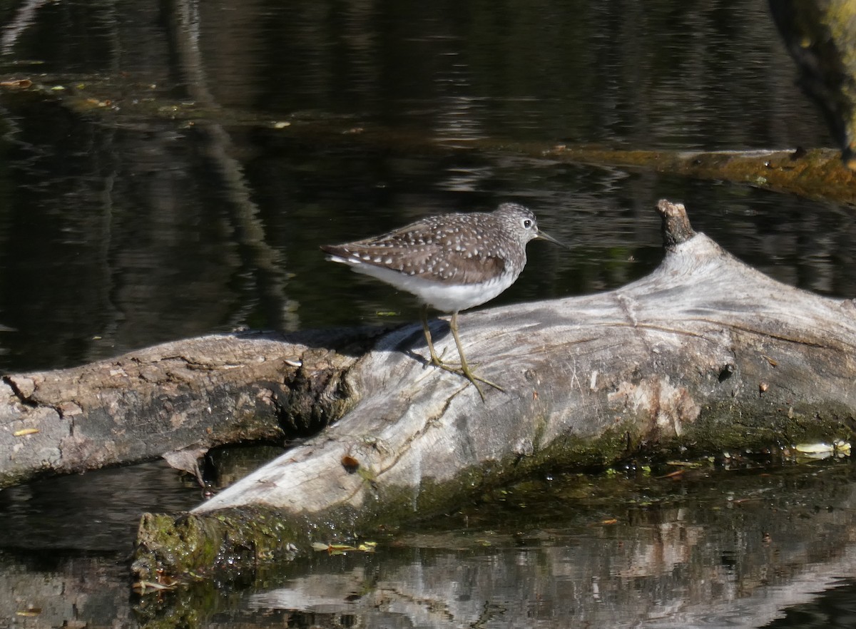 Solitary Sandpiper - ML618277304