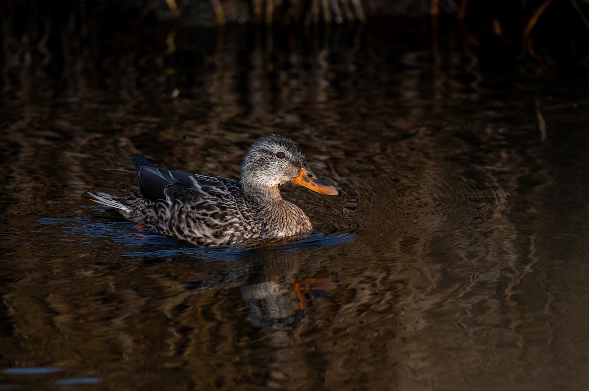 Mallard - Mason Tremblay