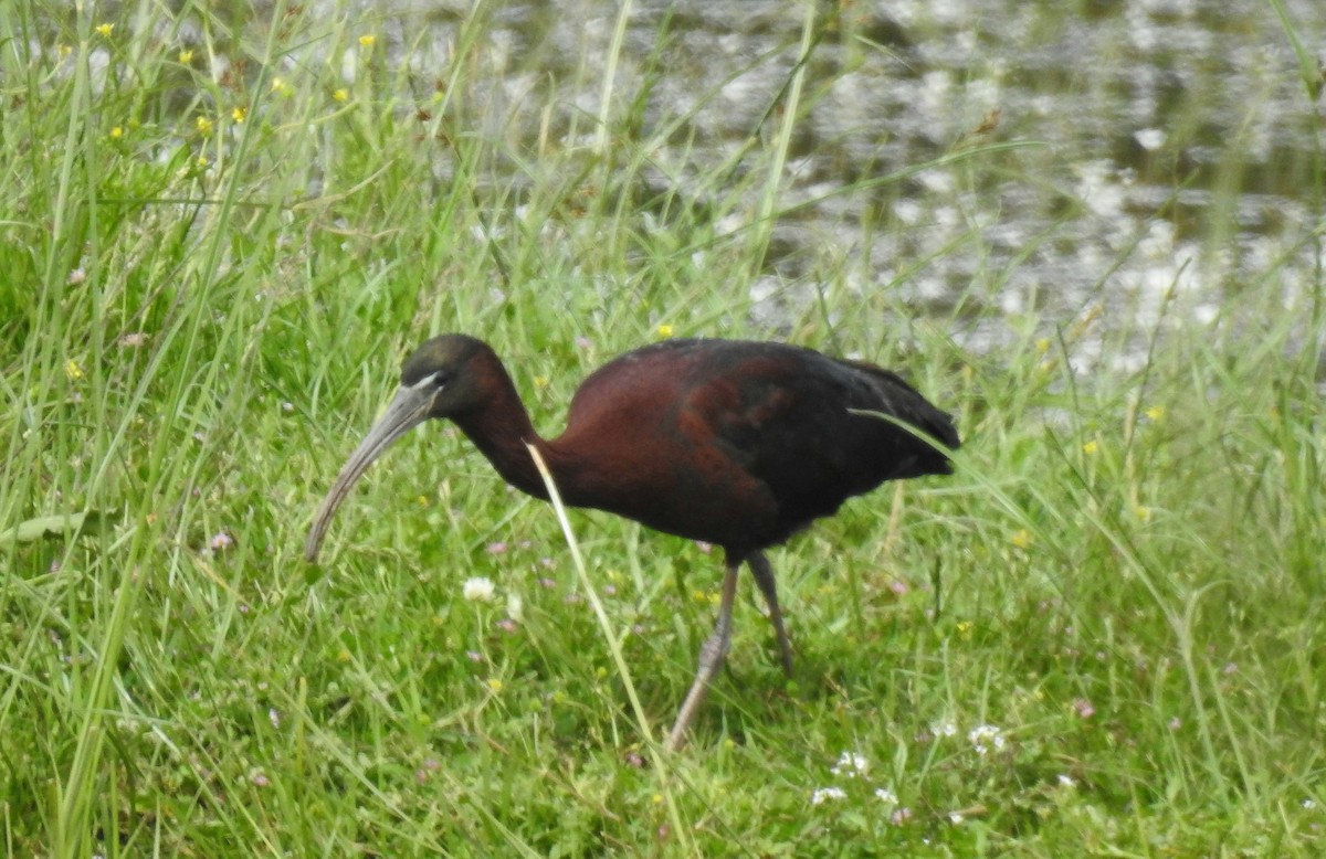 ibis hnědý - ML618277317