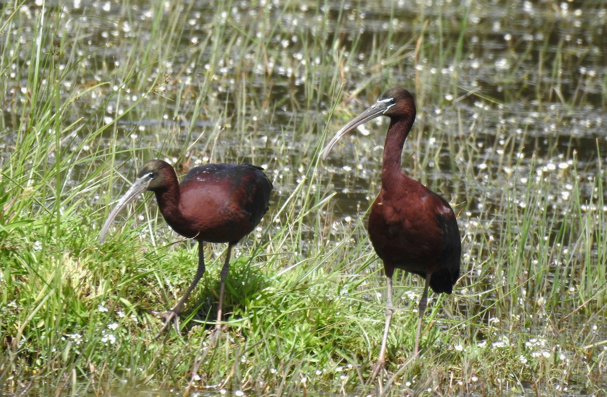 ibis hnědý - ML618277318