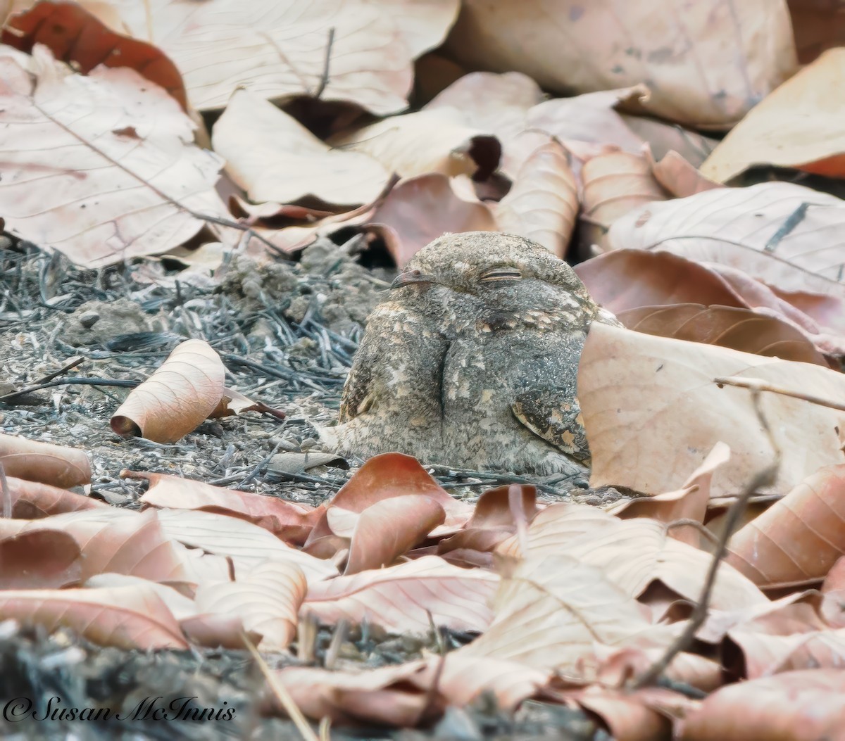 Savanna Nightjar - Susan Mac