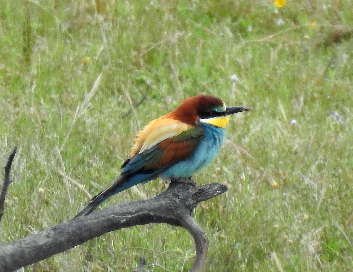 European Bee-eater - ML618277329