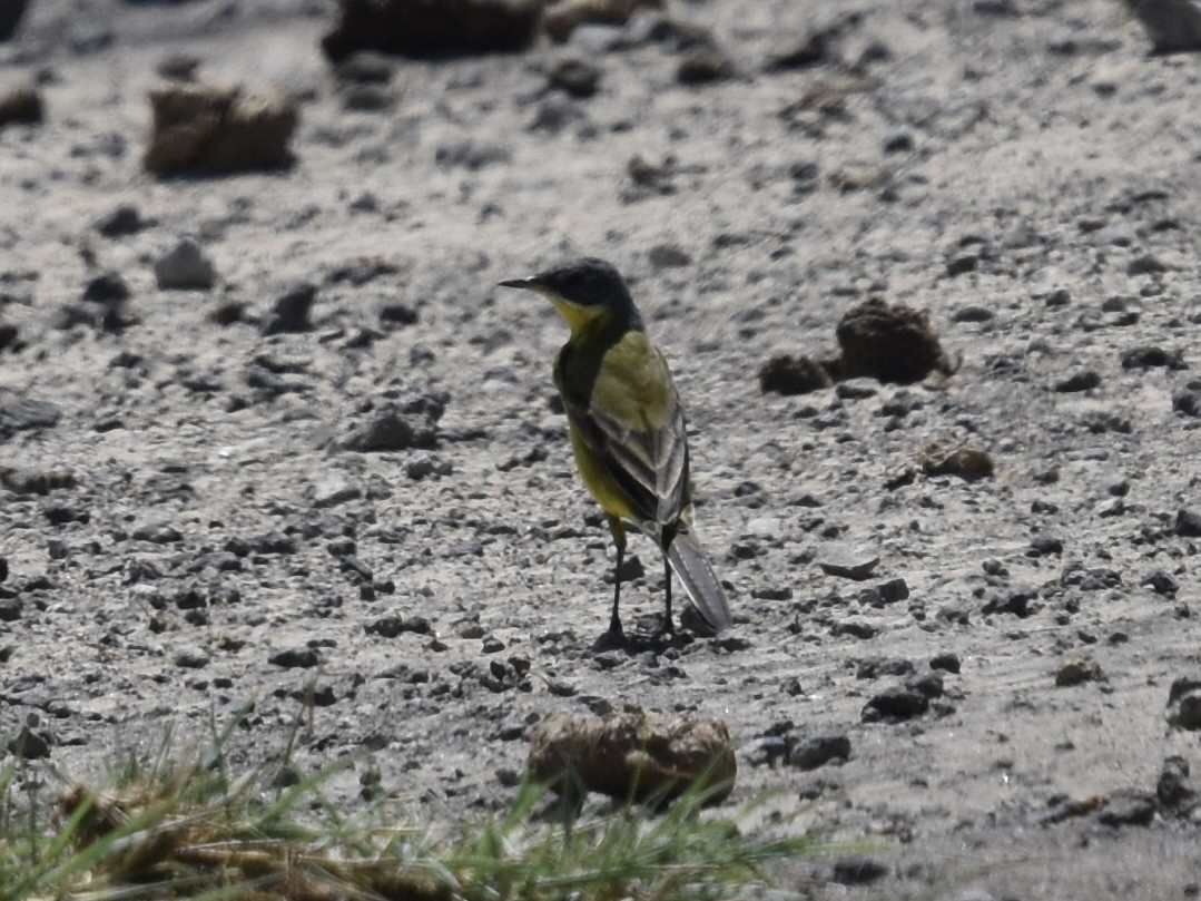 Western Yellow Wagtail (flava/beema) - Shirley Bobier