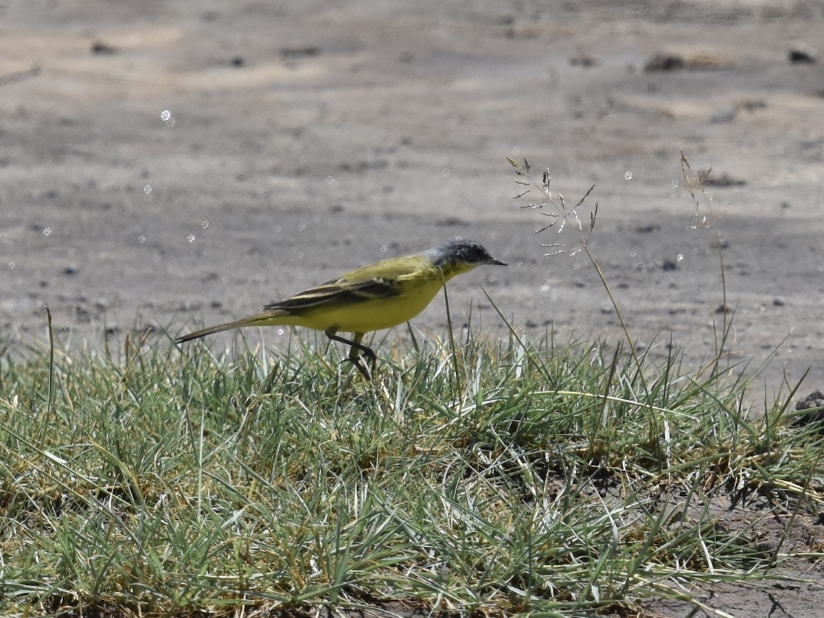 Western Yellow Wagtail (flava/beema) - Shirley Bobier