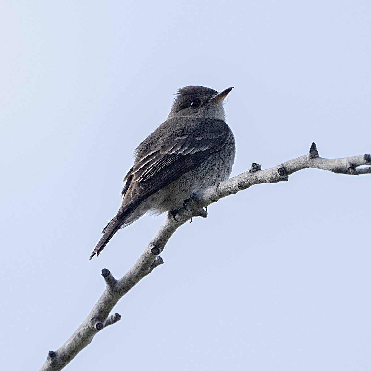 Western Wood-Pewee - Terry  Hurst