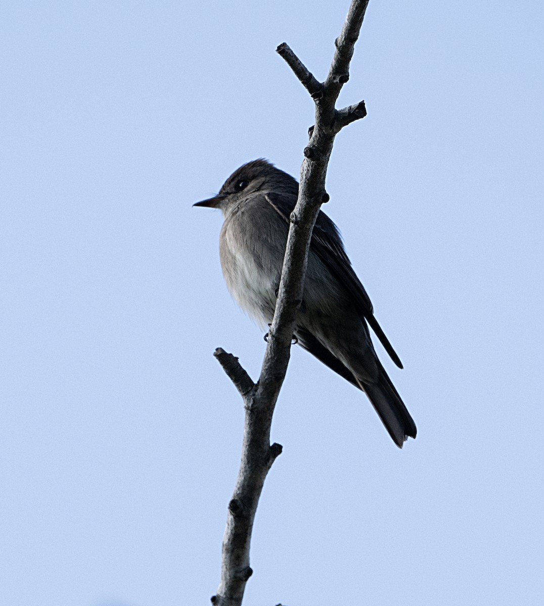 Western Wood-Pewee - Terry  Hurst