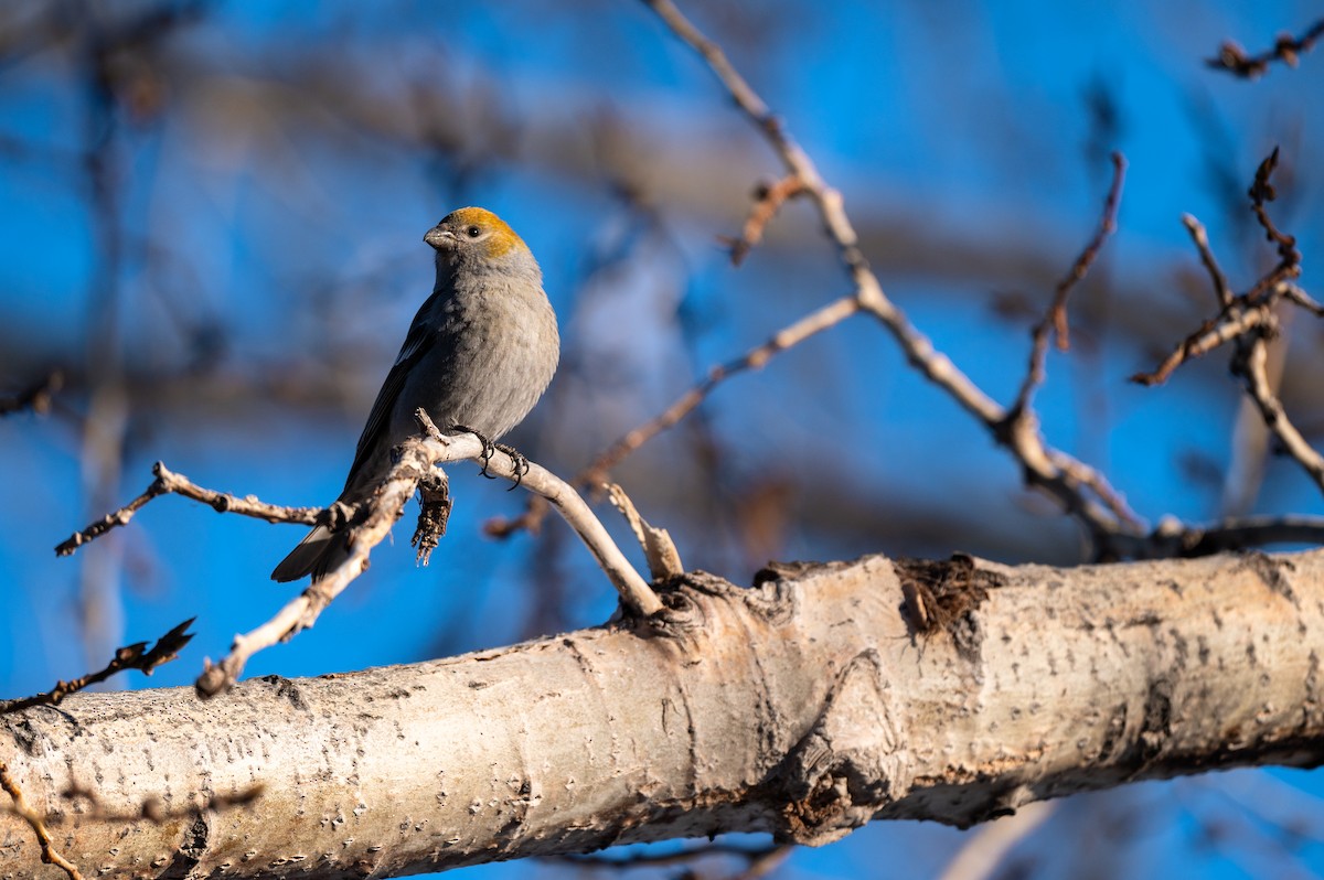 Pine Grosbeak - ML618277371