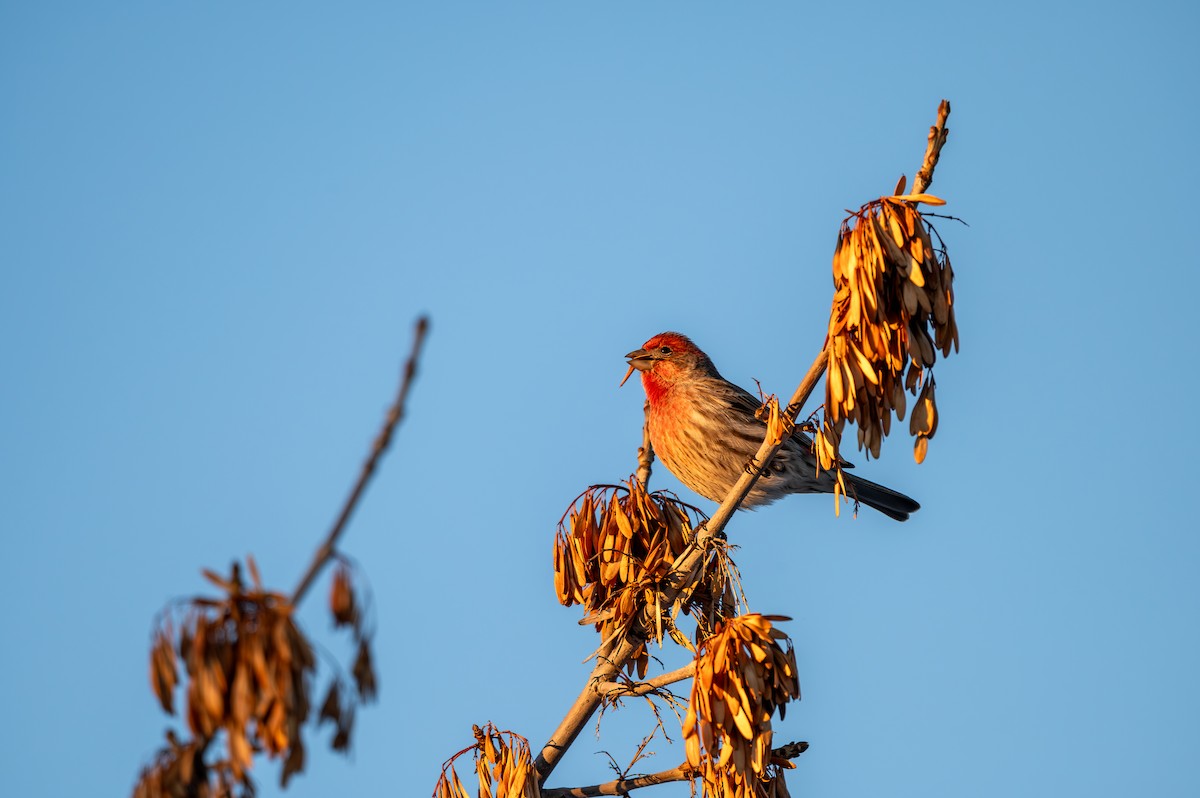 House Finch - Mason Tremblay