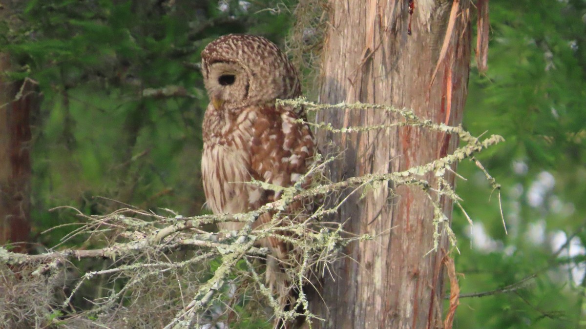 Barred Owl - Lorna Thomas